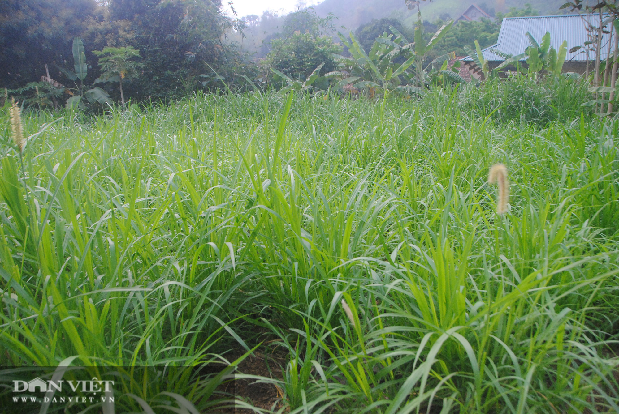 Biến bò gầy thành bò béo, cựu chiến binh kiếm hơn nửa tỷ - Ảnh 6.