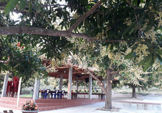 Bình Định: Trồng xoài ở vùng đất Tây Sơn, nông dân không phải đem đi bán mà đã có người mua - Ảnh 1.