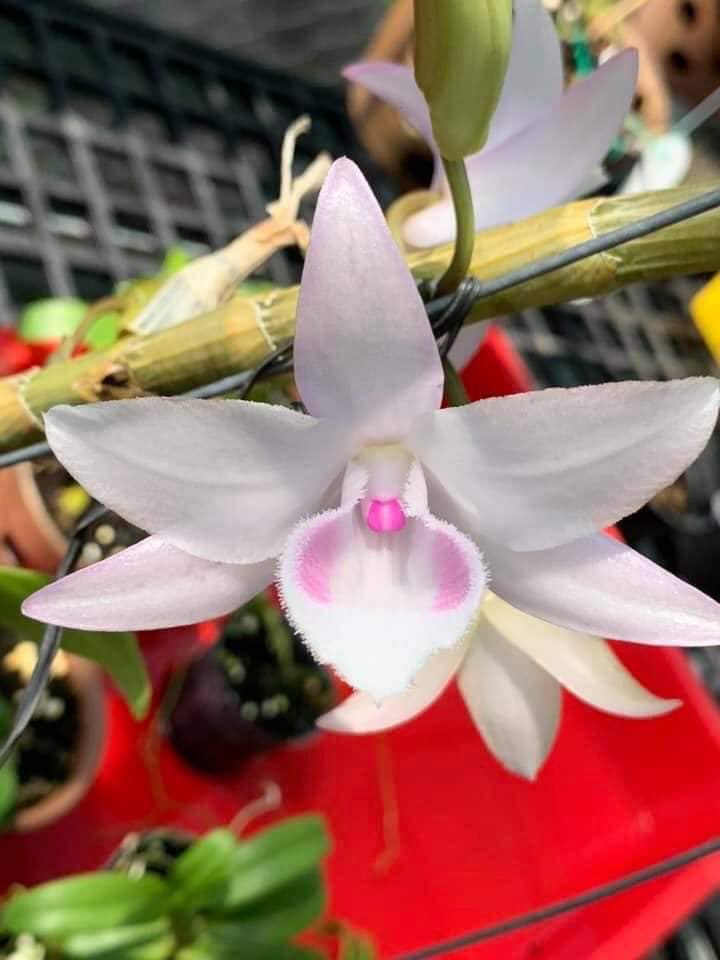 Tại sao Công an tỉnh Hưng Yên cảnh báo gấp tình trạng giao dịch lan đột biến tiền tỷ? - Ảnh 2.
