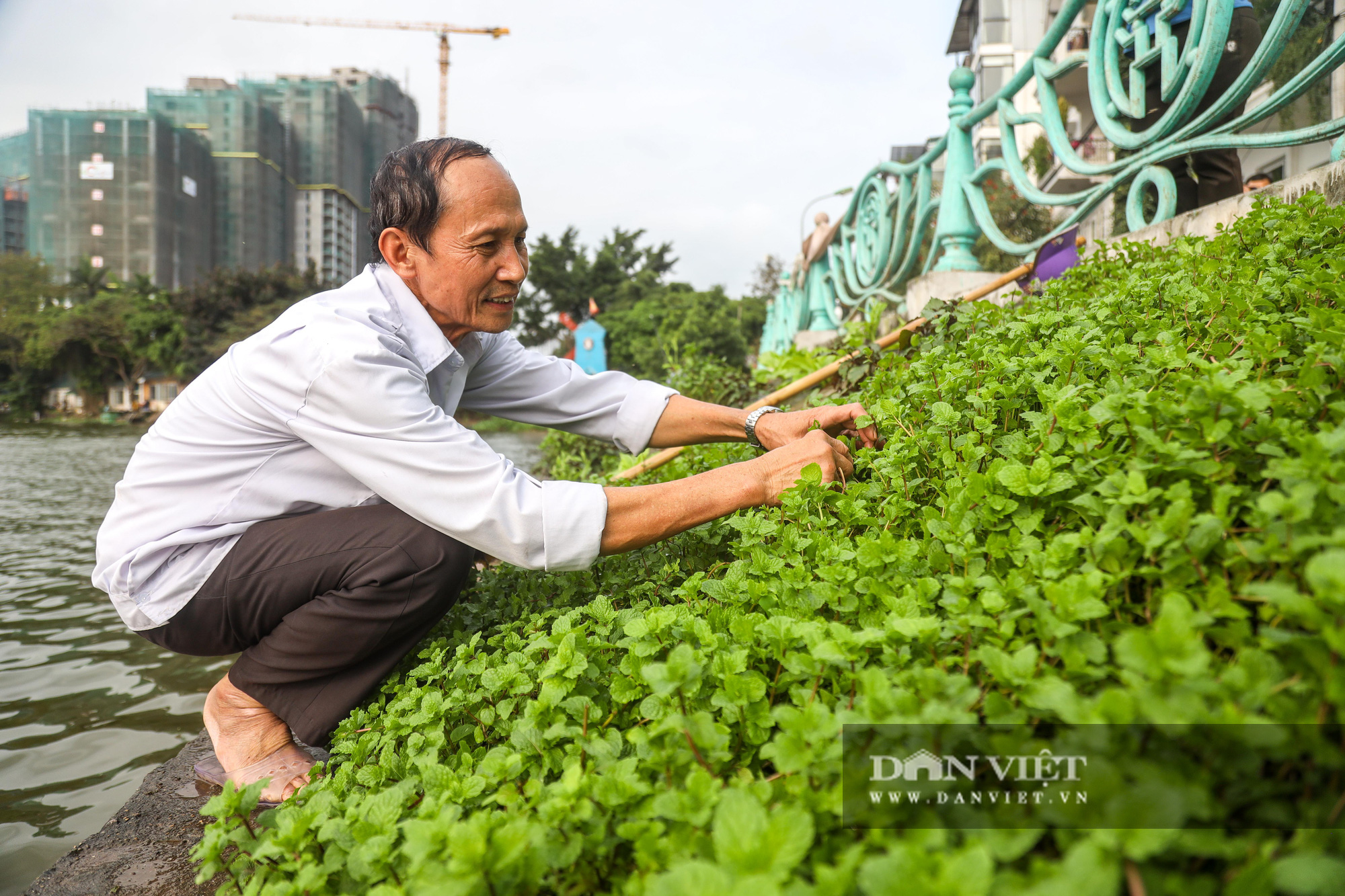 Độc đáo mô hình trồng rau hốc đá ven hồ ở Hà Nội - Ảnh 10.