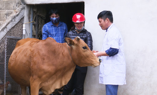 Lên Facebook đăng tin hạn chế ăn thịt trâu bò do bệnh viêm da nổi cục, coi chừng bị phạt tiền - Ảnh 2.