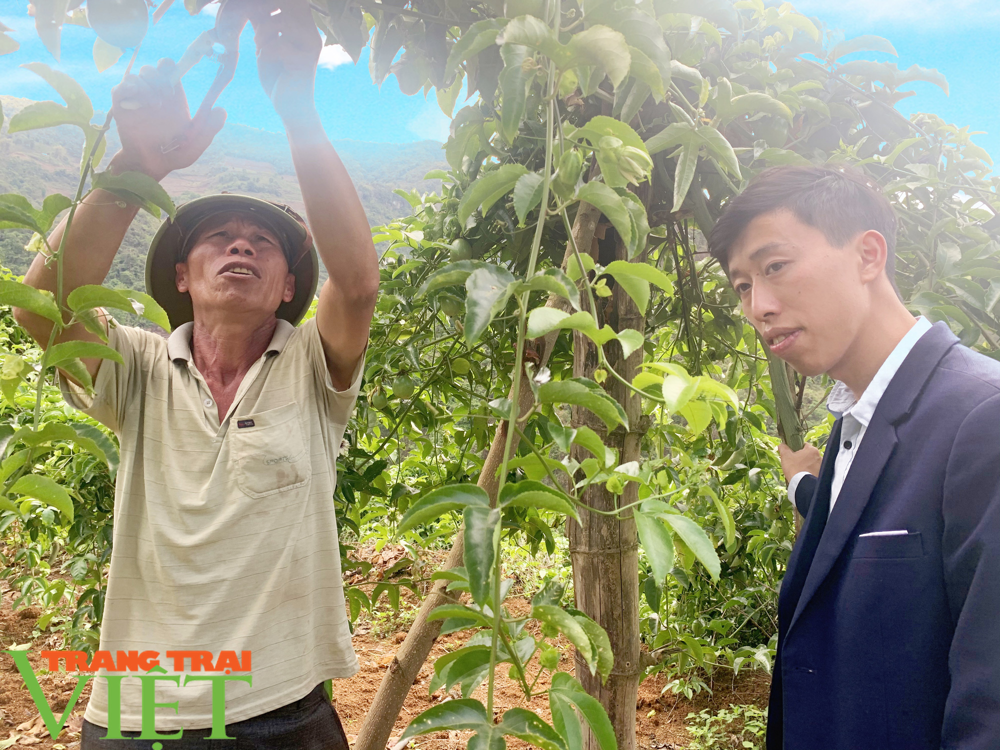 Trồng chanh dây hữu cơ, một nông dân thu nhập khá  - Ảnh 2.