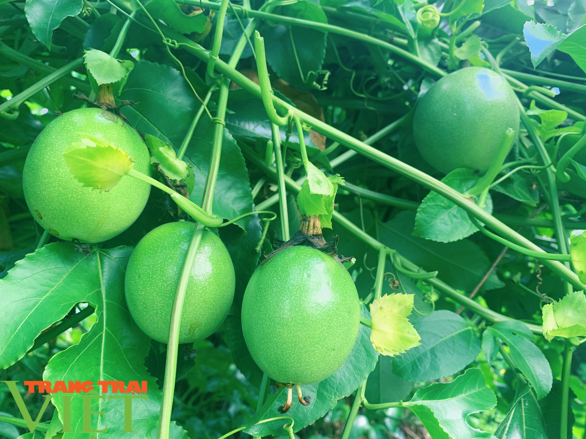 Trồng chanh dây hữu cơ, một nông dân thu nhập khá  - Ảnh 3.