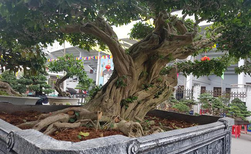 “Quái cây” nhìn như củi khô mà giá ngang cả gia tài, nhà nào sắm được đều &quot;không phải dạng vừa&quot;! - Ảnh 15.
