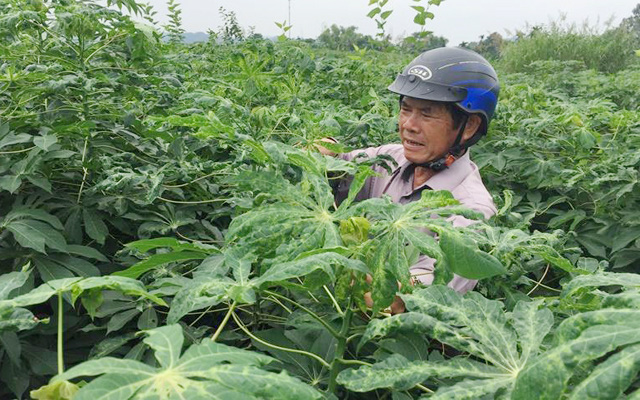 Ruộng khoai mì bị nhiễm bệnh khảm lá ở Quãng Ngãi. Ảnh C.P