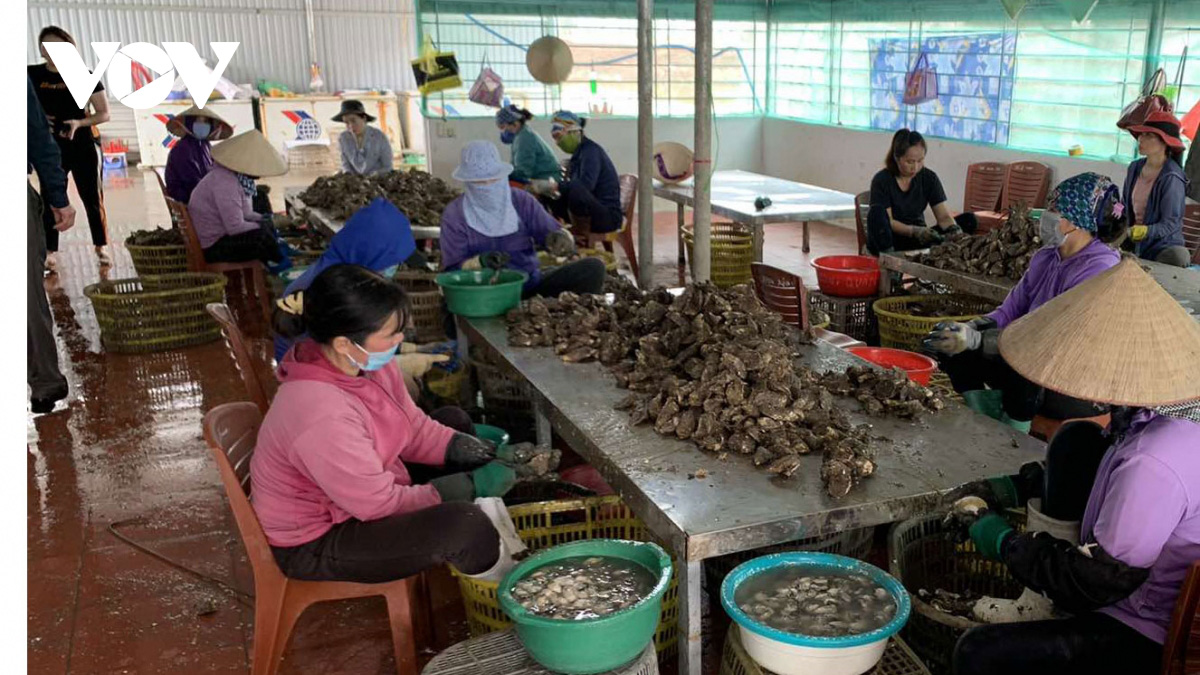 Tìm hướng đưa hàu Vân Đồn đến các thị trường khó tính - Ảnh 1. Tìm hướng đưa hàu Vân Đồn đến các thị trường khó tính - Ảnh 1.