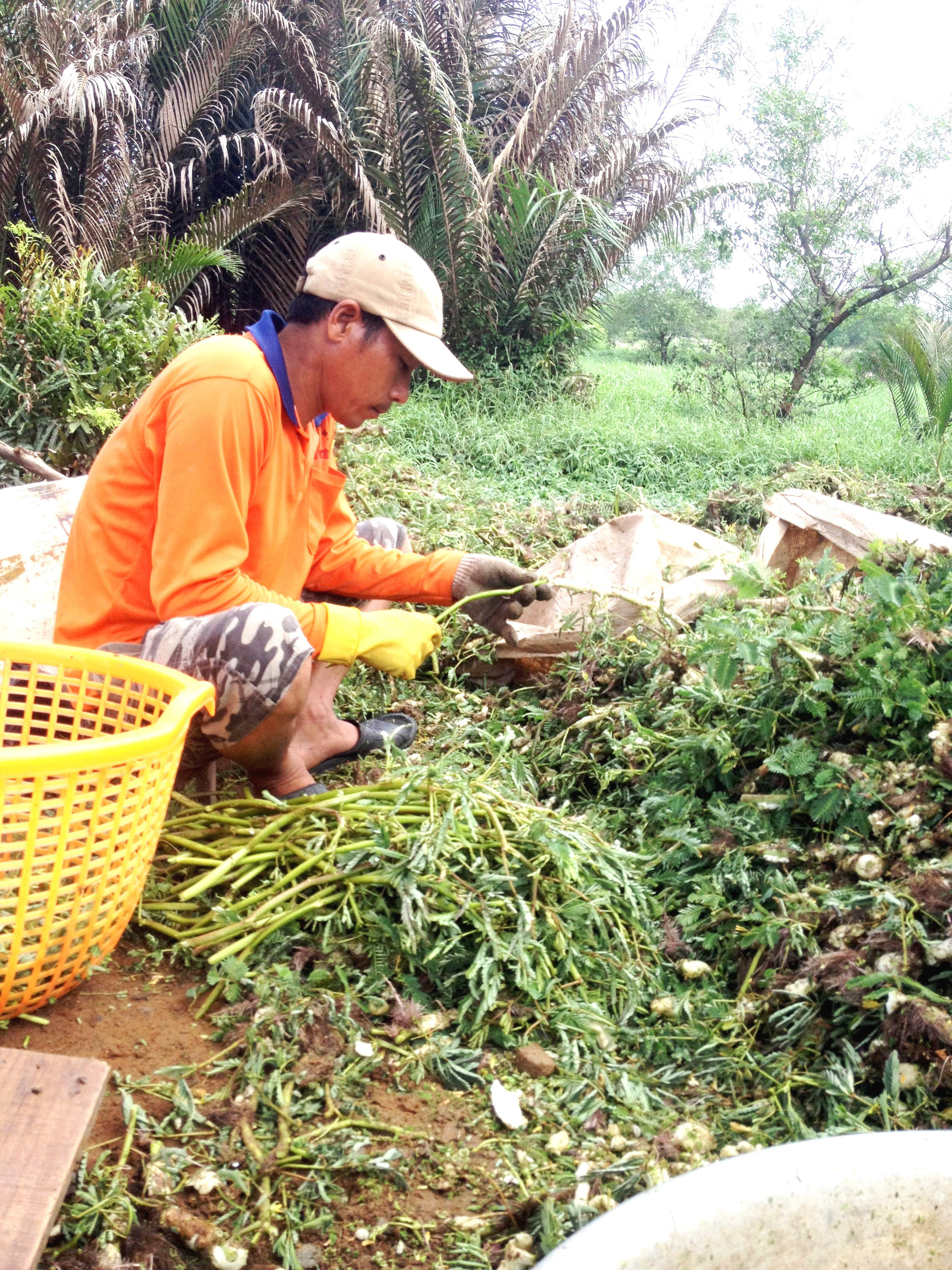 Tiền Giang: Trồng loại rau dại mang phao này lợi nhuận cao tới đâu mà nông dân rủ nhau liên kết làm cánh đồng lớn? - Ảnh 3.