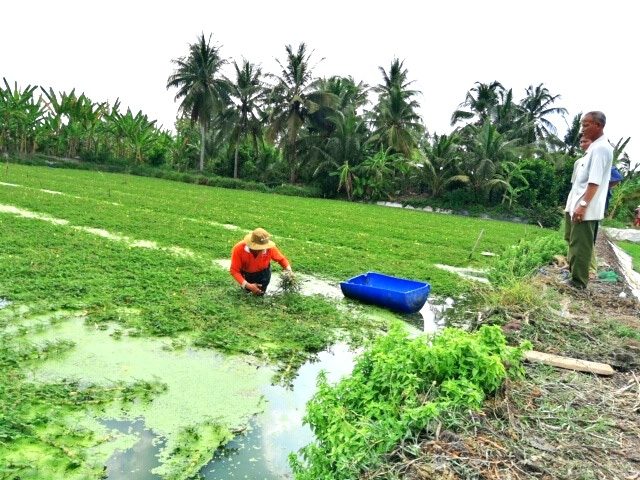 Tiền Giang: Trồng loại rau dại mang phao này lợi nhuận cao tới đâu mà nông dân rủ nhau liên kết làm cánh đồng lớn? - Ảnh 1.