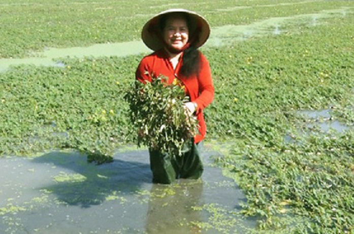 Tiền Giang: Trồng loại rau dại mang phao này lợi nhuận cao tới đâu mà nông dân rủ nhau liên kết làm cánh đồng lớn? - Ảnh 2.