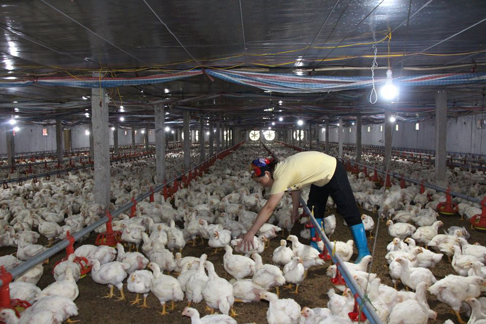 Giá gia cầm hôm nay 15/4: Gà công nghiệp mất &quot;đầu 2&quot;, người nuôi vịt thịt vẫn có lời - Ảnh 1.