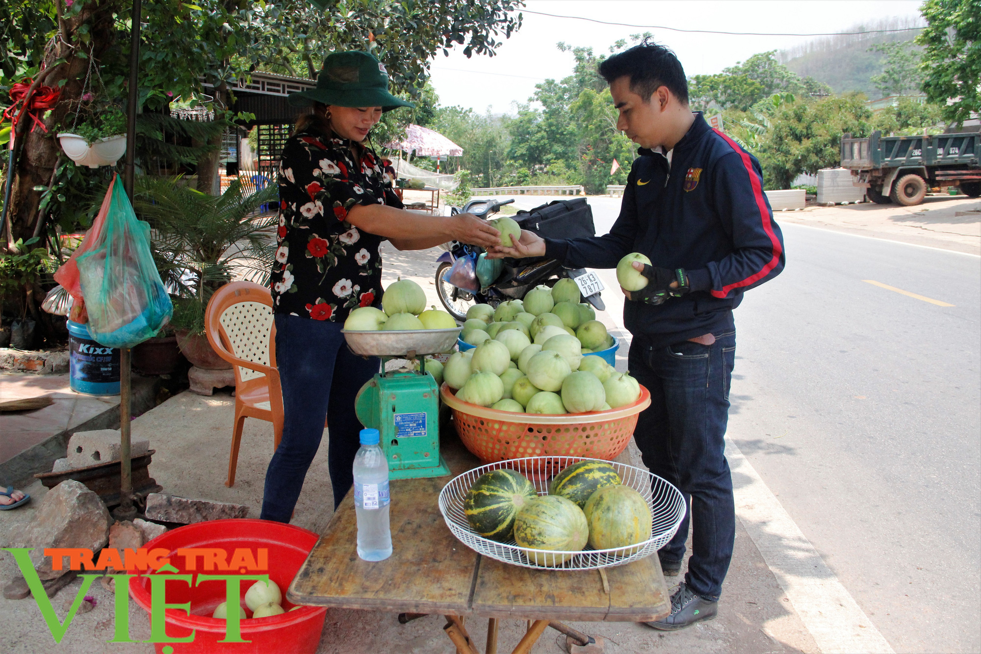Hiệu quả kinh tế từ trồng dưa trên đất lúa - Ảnh 5. Hiệu quả kinh tế từ trồng dưa trên đất lúa - Ảnh 5.
