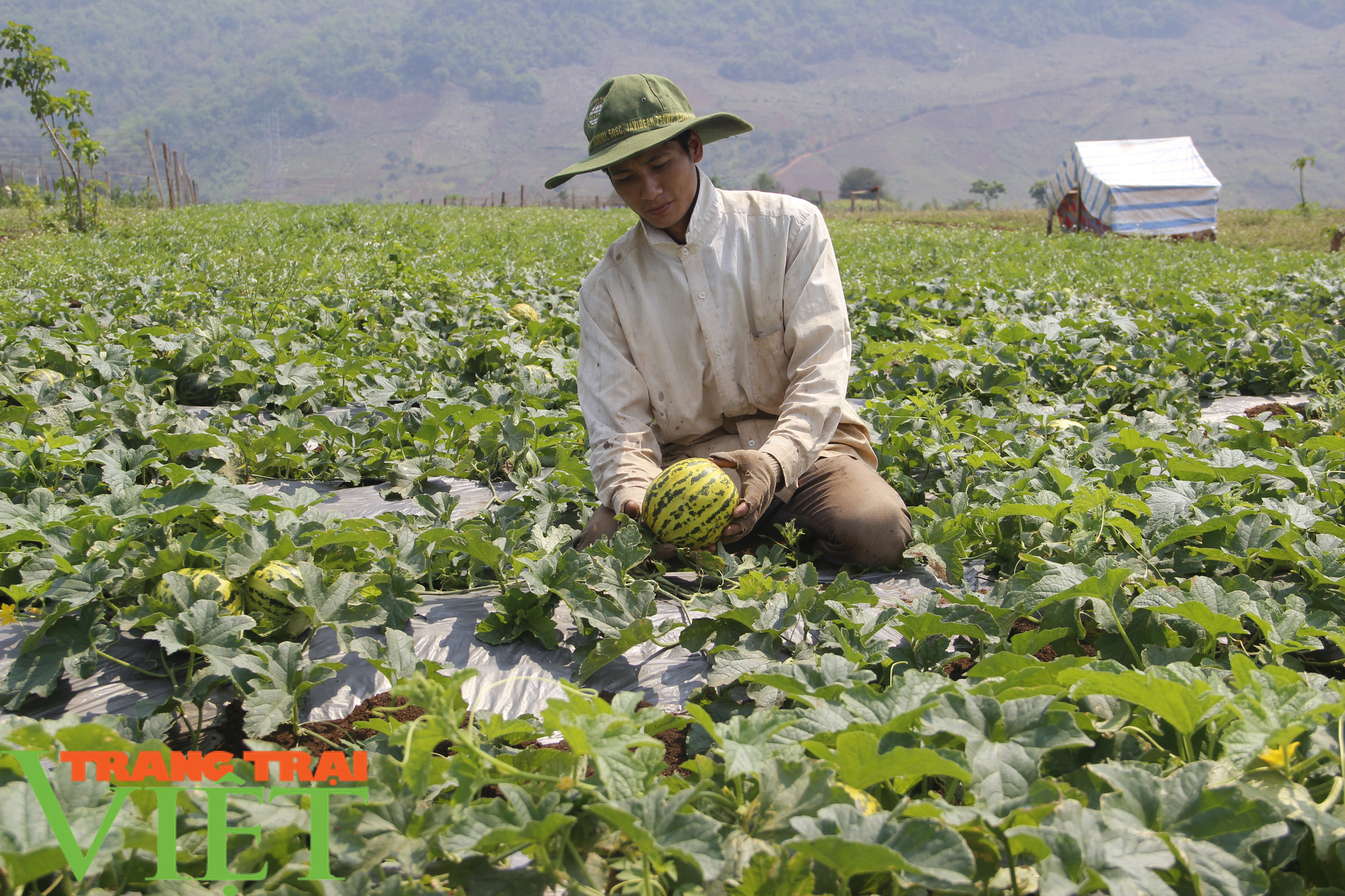 Hiệu quả kinh tế từ trồng dưa trên đất lúa - Ảnh 1. Hiệu quả kinh tế từ trồng dưa trên đất lúa - Ảnh 1.