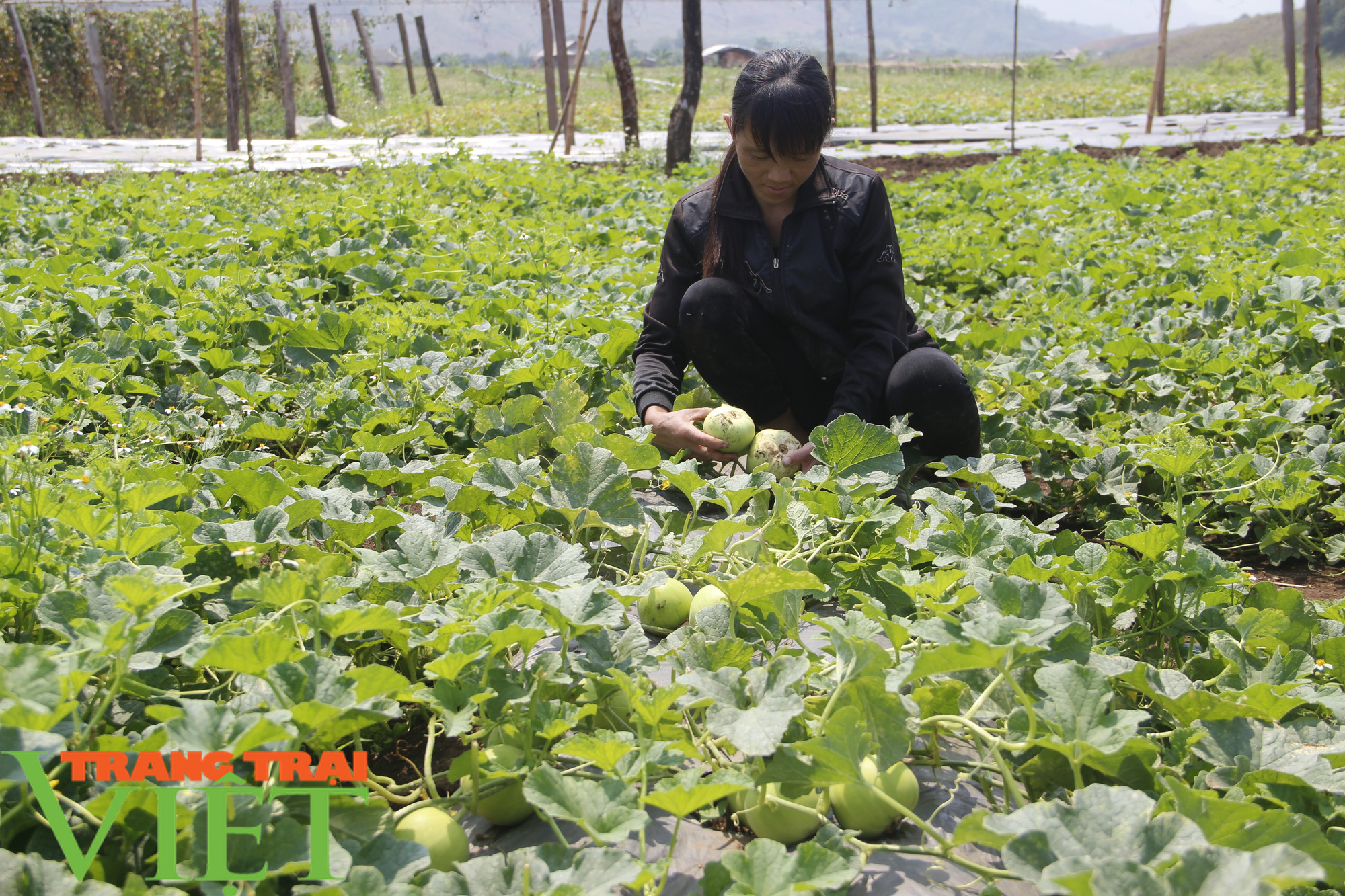 Hiệu quả kinh tế từ trồng dưa trên đất lúa - Ảnh 4. Hiệu quả kinh tế từ trồng dưa trên đất lúa - Ảnh 4.