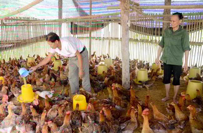 Một năm 5 lần điều chỉnh giá thức ăn chăn nuôi: Nông dân “treo” chuồng  vì thua lỗ - Ảnh 1.