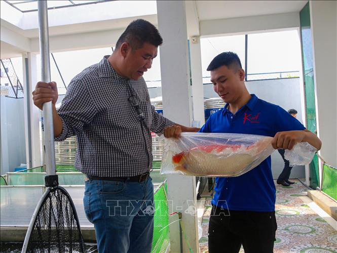 Nuôi loài cá ở "xứ sở mặt trời mọc", một nông dân thu tiền tỷ - Ảnh 4. Nuôi loài cá ở "xứ sở mặt trời mọc", một nông dân thu tiền tỷ - Ảnh 4.