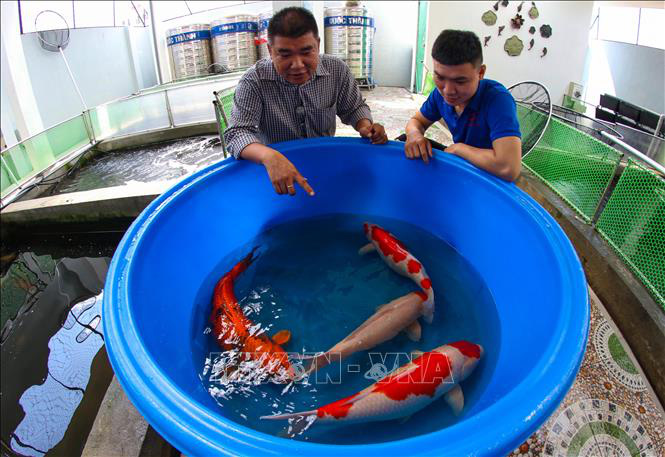 Nuôi loài cá ở "xứ sở mặt trời mọc", một nông dân thu tiền tỷ - Ảnh 5. Nuôi loài cá ở "xứ sở mặt trời mọc", một nông dân thu tiền tỷ - Ảnh 5.