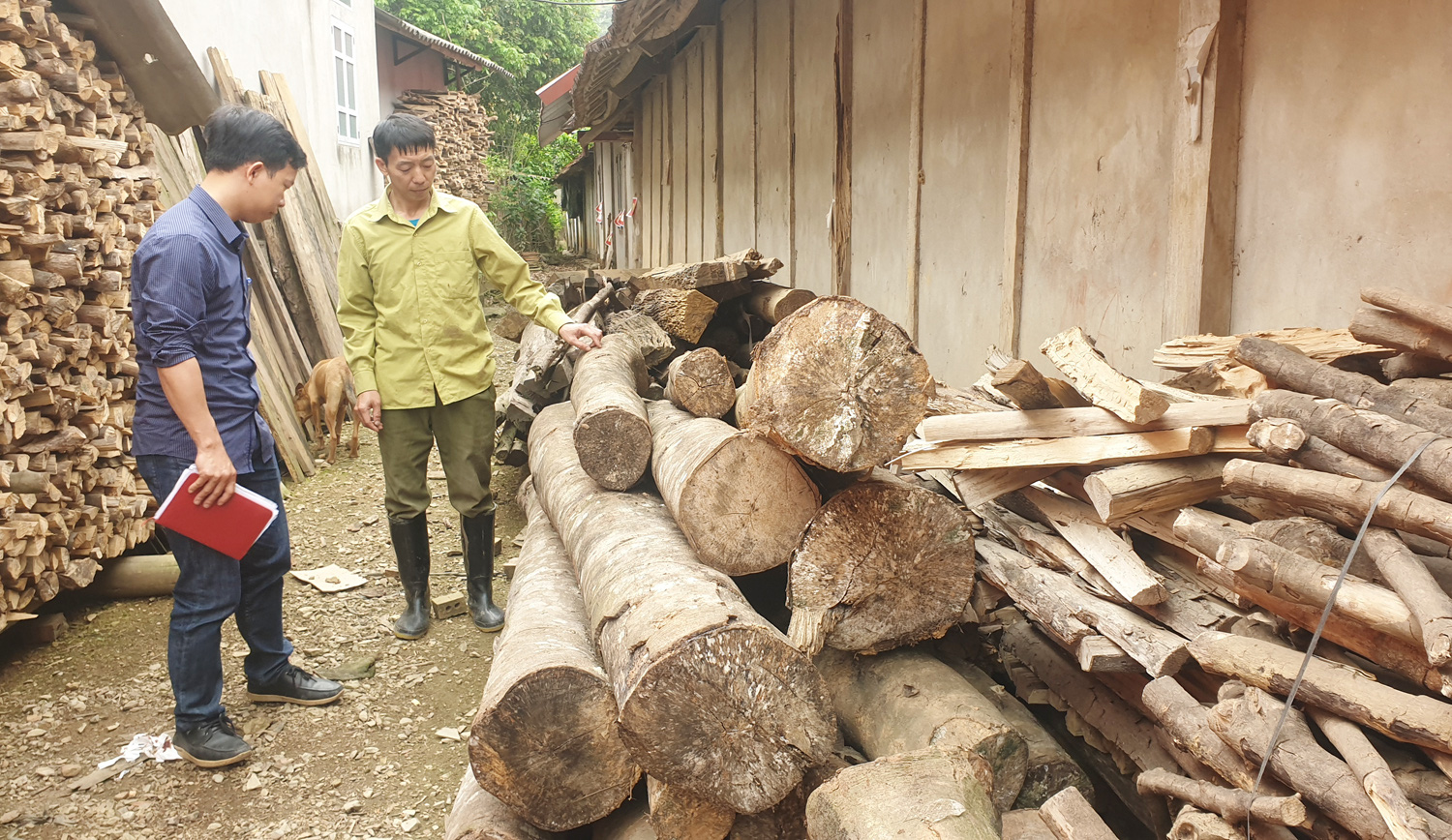 Lào Cai: Mòn mỏi chờ đợi rồi thất vọng, nhiều hộ dân cay đắng phá bỏ cây &quot;vàng trắng&quot; làm củi - Ảnh 1.