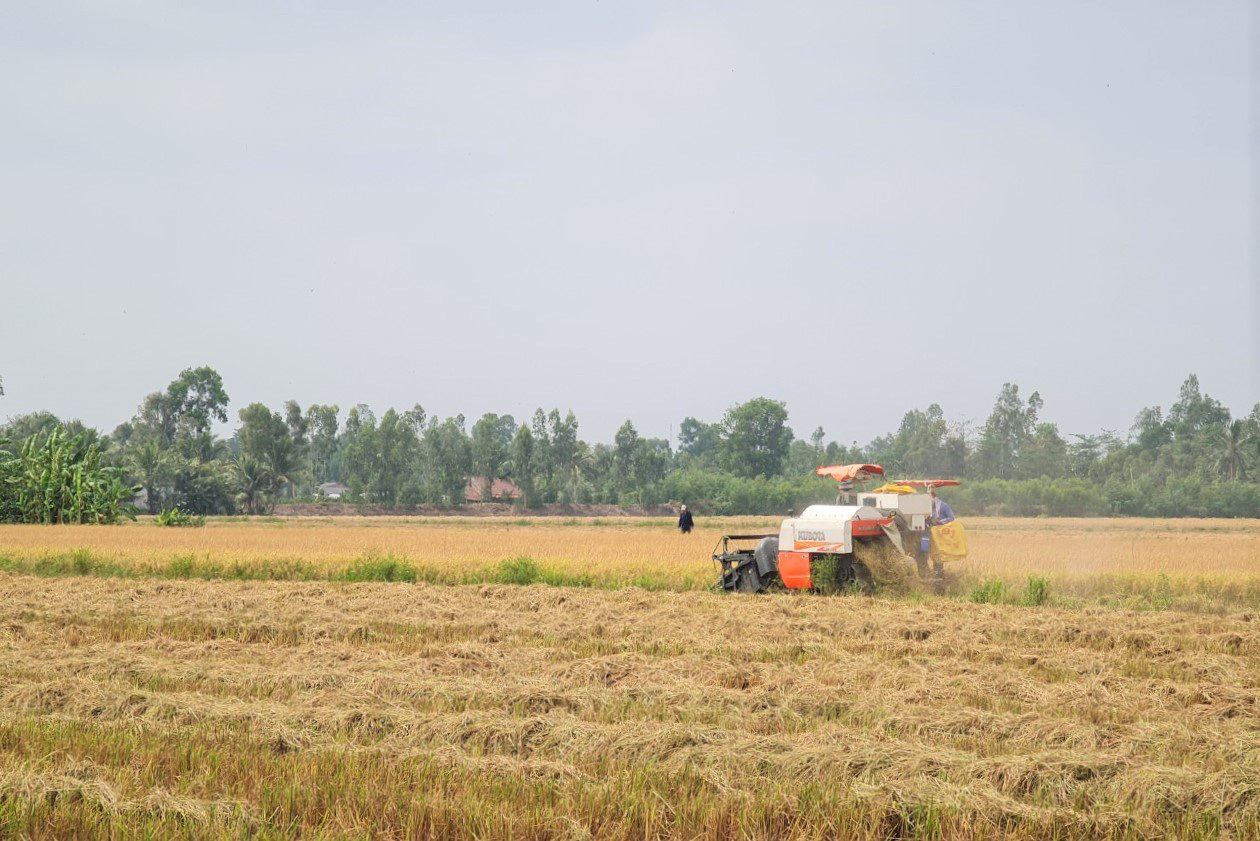 Sóc Trăng: Lúa chín đầy đồng, "cò" ép giá, nông dân như "ngồi trên đống lửa" - Ảnh 2. Sóc Trăng: Lúa chín đầy đồng, "cò" ép giá, nông dân như "ngồi trên đống lửa" - Ảnh 2.