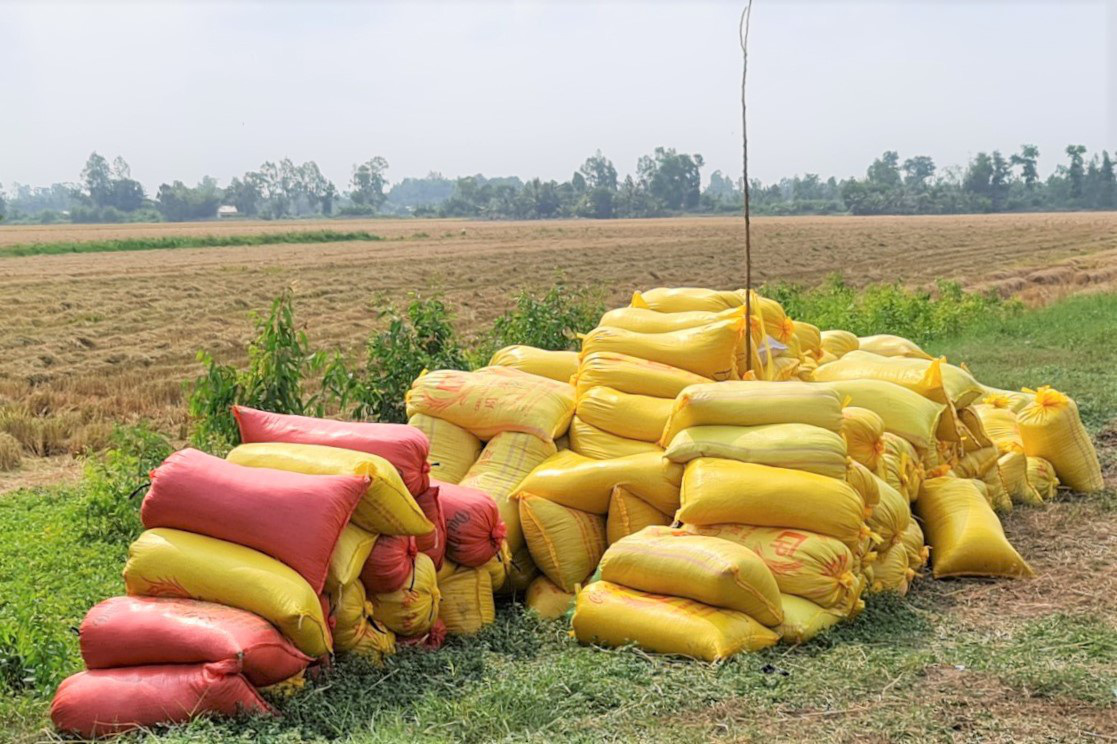 Sóc Trăng: Lúa chín đầy đồng, "cò" ép giá, nông dân như "ngồi trên đống lửa" - Ảnh 1. Sóc Trăng: Lúa chín đầy đồng, "cò" ép giá, nông dân như "ngồi trên đống lửa" - Ảnh 1.