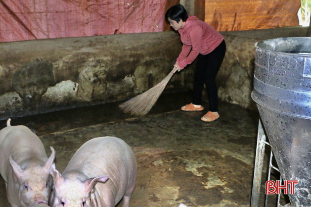 Hà Tĩnh: "Nữ tướng" chỉ huy đàn lợn đông con, mỗi năm nhẹ nhàng bỏ túi nửa tỷ đồng - Ảnh 2. Hà Tĩnh: "Nữ tướng" chỉ huy đàn lợn đông con, mỗi năm nhẹ nhàng bỏ túi nửa tỷ đồng - Ảnh 2.