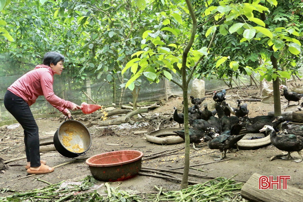 Hà Tĩnh: "Nữ tướng" chỉ huy đàn lợn đông con, mỗi năm nhẹ nhàng bỏ túi nửa tỷ đồng - Ảnh 5. Hà Tĩnh: "Nữ tướng" chỉ huy đàn lợn đông con, mỗi năm nhẹ nhàng bỏ túi nửa tỷ đồng - Ảnh 5.