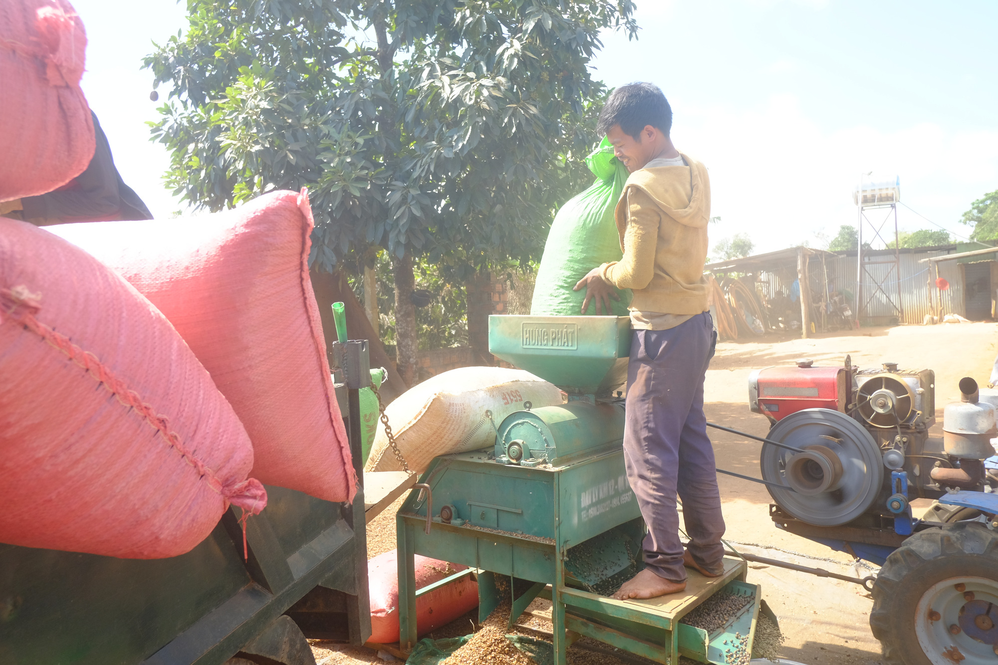 Nghịch lý: Giá cà phê xuất khẩu tăng tại sao giá cà phê trong nước lại giảm? - Ảnh 1.