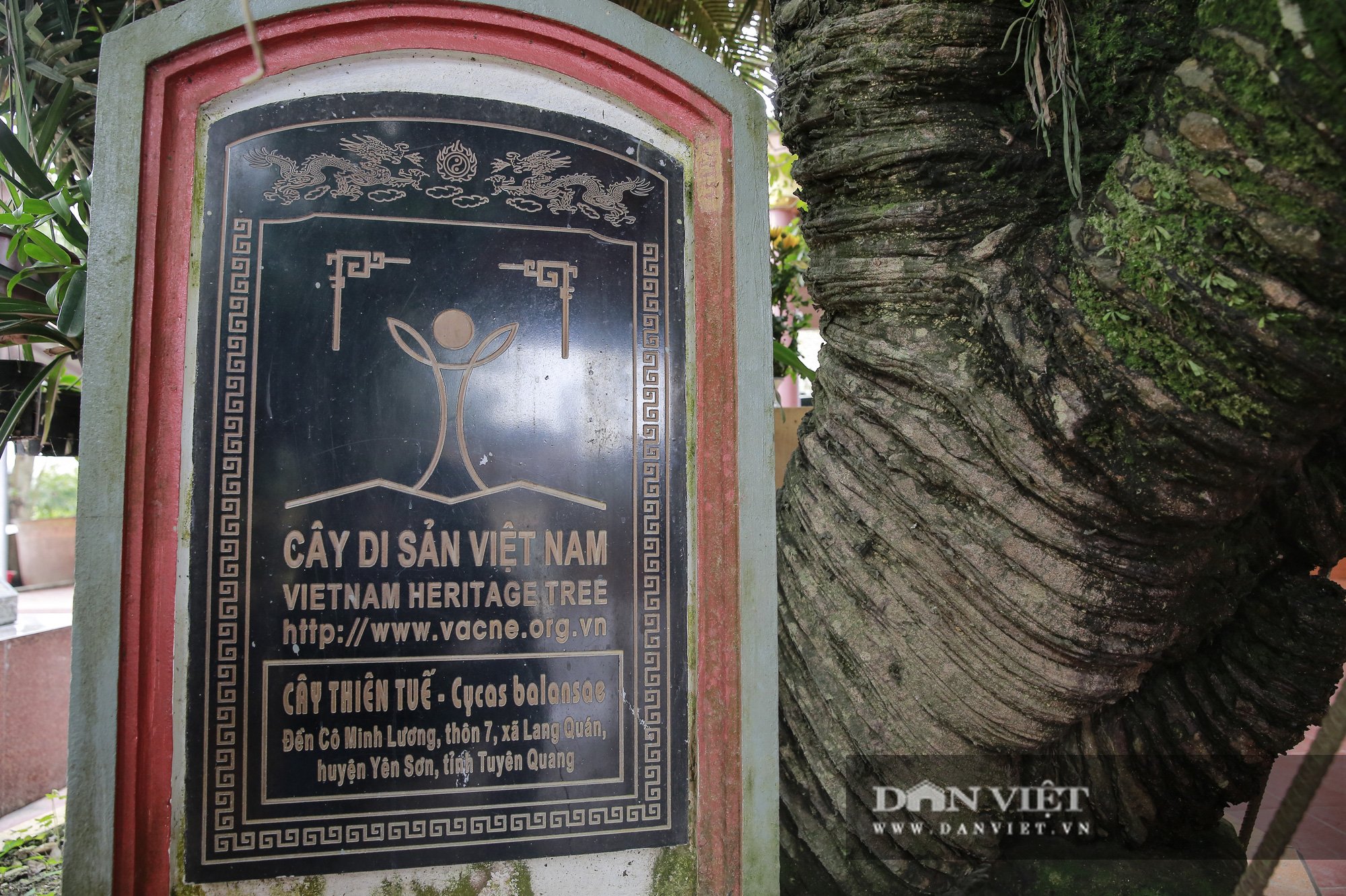 Cây thiên tuế hơn 500 năm tuổi với dáng đứng “bàn tay vái thiên” - Ảnh 2.