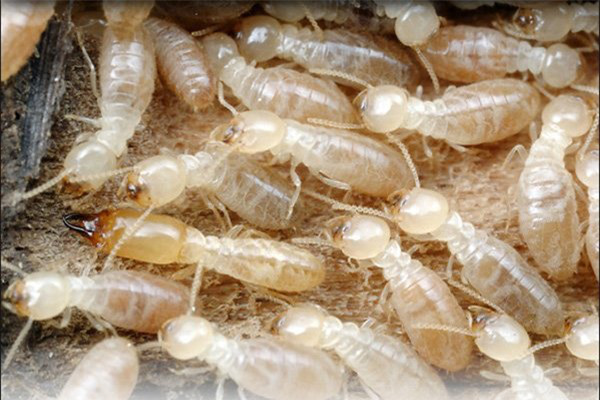 9 nhân vật chung tình nhất quả đất trong giới động vật - Ảnh 7.