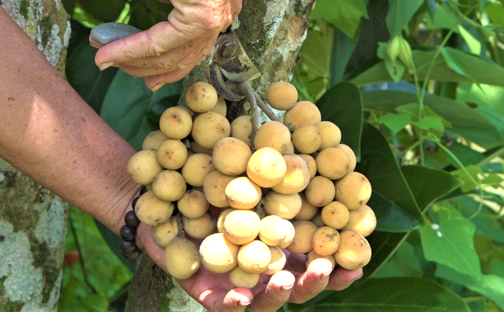 Bến Tre: Lão nông ươm toàn cây giống lạ hoắc, ươm kiểu gì mà lần nào khách hỏi cũng &quot;cháy hàng&quot; - Ảnh 2.