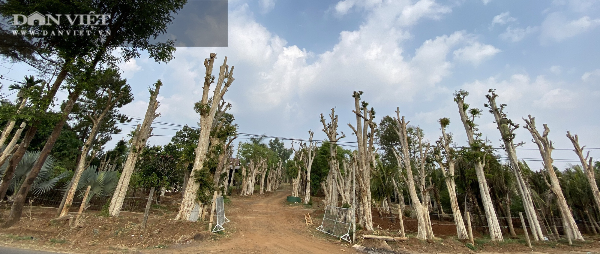 Cục Kiểm lâm đề nghị Chi cục kiểm lâm kiểm tra, xử lý thông tin Dân Việt phản ánh - Ảnh 1.