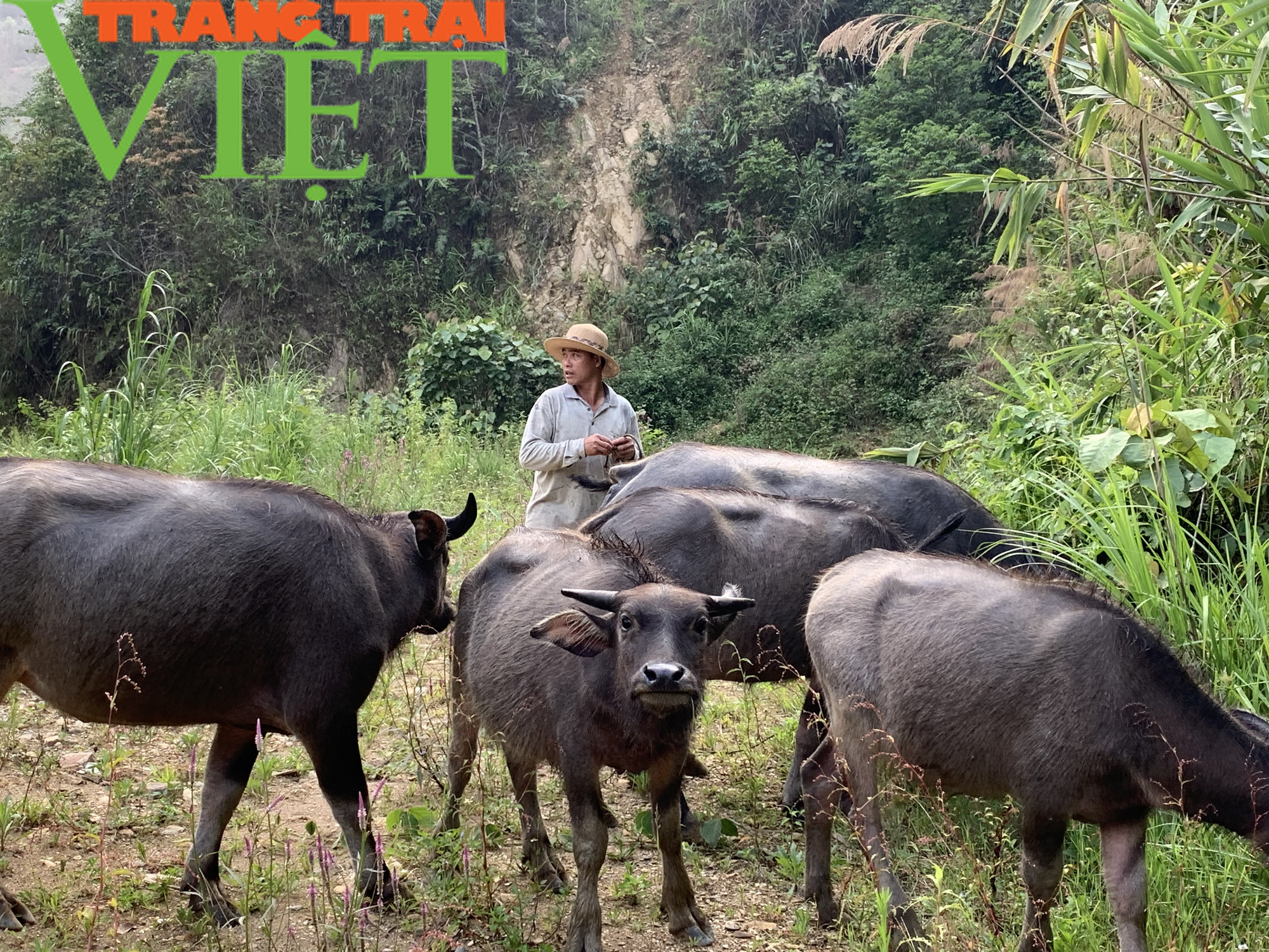 Lão nông Vàng San bền gan xoá nghèo - Ảnh 1.