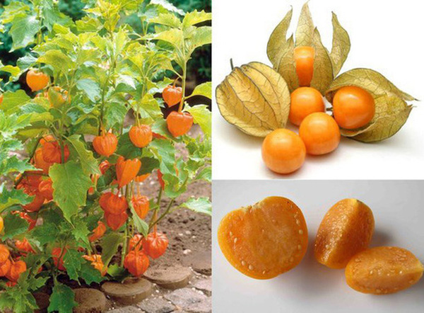 Quả tầm bóp có tác dụng kỳ diệu gì mà giá lên tới 400.000đ/kg? - Ảnh 10.
