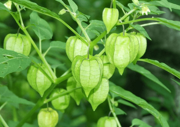 Quả tầm bóp có tác dụng kỳ diệu gì mà giá lên tới 400.000đ/kg? - Ảnh 5.