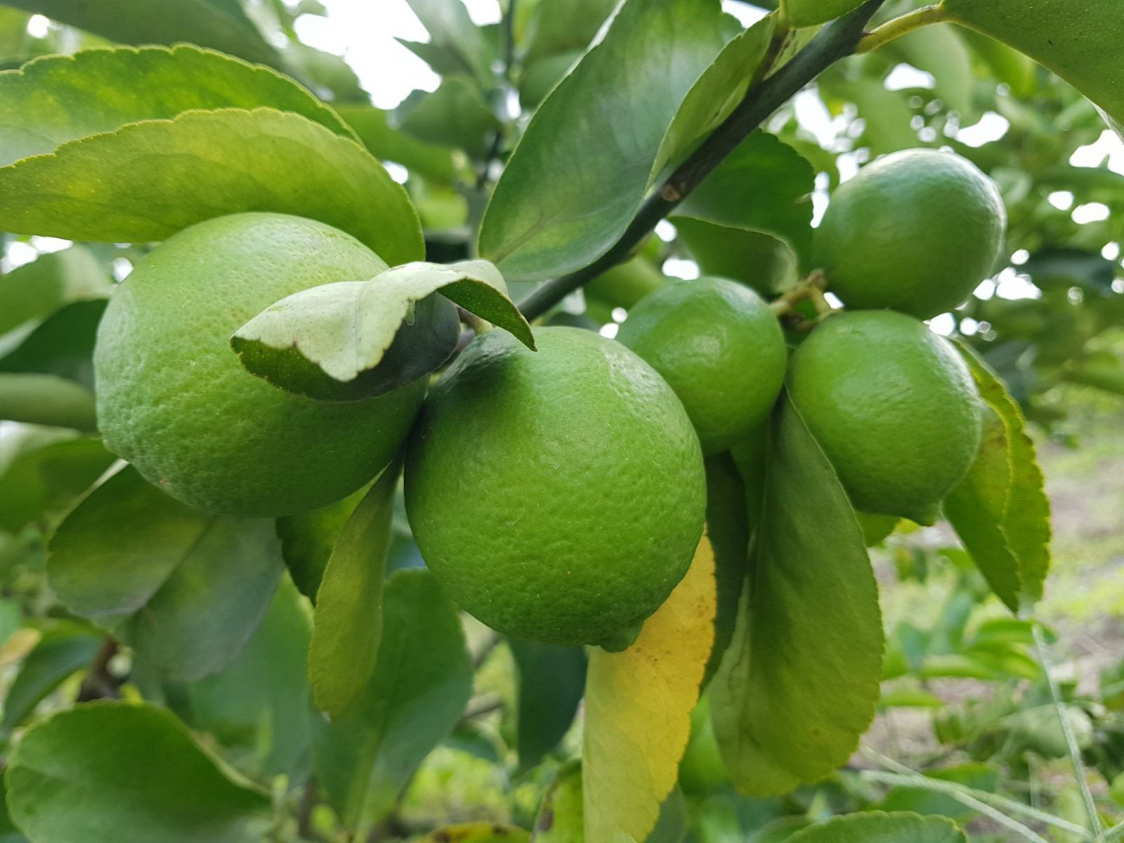 Trồng chanh kiểu "xịn xò" này, nông dân Bến Lức tha hồ đem chanh Việt xuất sang trời Âu - Ảnh 4. Trồng chanh kiểu "xịn xò" này, nông dân Bến Lức tha hồ đem chanh Việt xuất sang trời Âu - Ảnh 4.