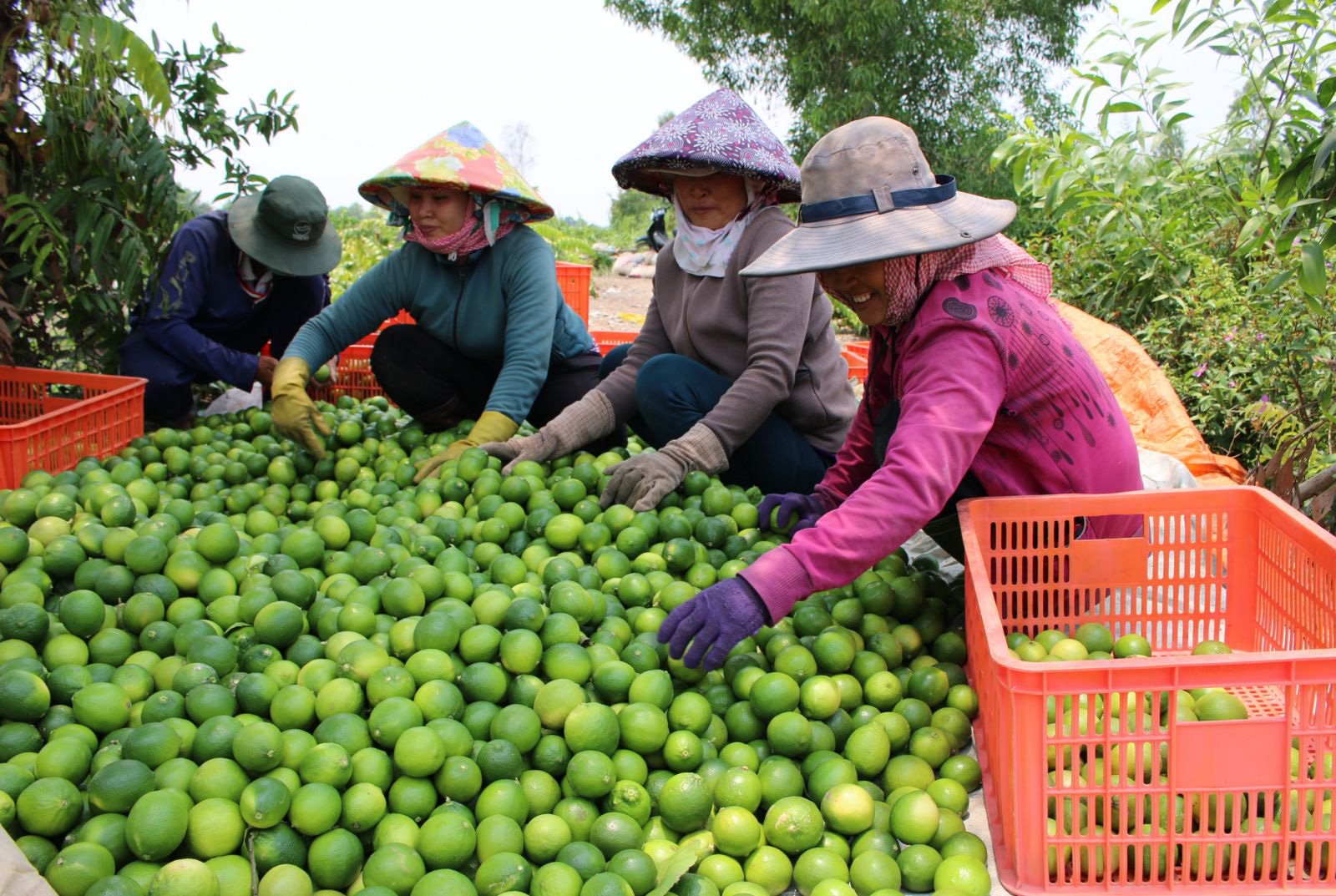 Trồng chanh kiểu "xịn xò" này, nông dân Bến Lức tha hồ đem chanh Việt xuất sang trời Âu - Ảnh 1. Trồng chanh kiểu "xịn xò" này, nông dân Bến Lức tha hồ đem chanh Việt xuất sang trời Âu - Ảnh 1.