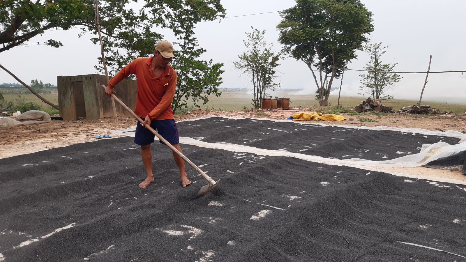 Long An: Trồng loại cây cho ra thứ hạt đen sì, năng suất cao, giá ổn, nông dân phấn khởi - Ảnh 2. Long An: Trồng loại cây cho ra thứ hạt đen sì, năng suất cao, giá ổn, nông dân phấn khởi - Ảnh 2.