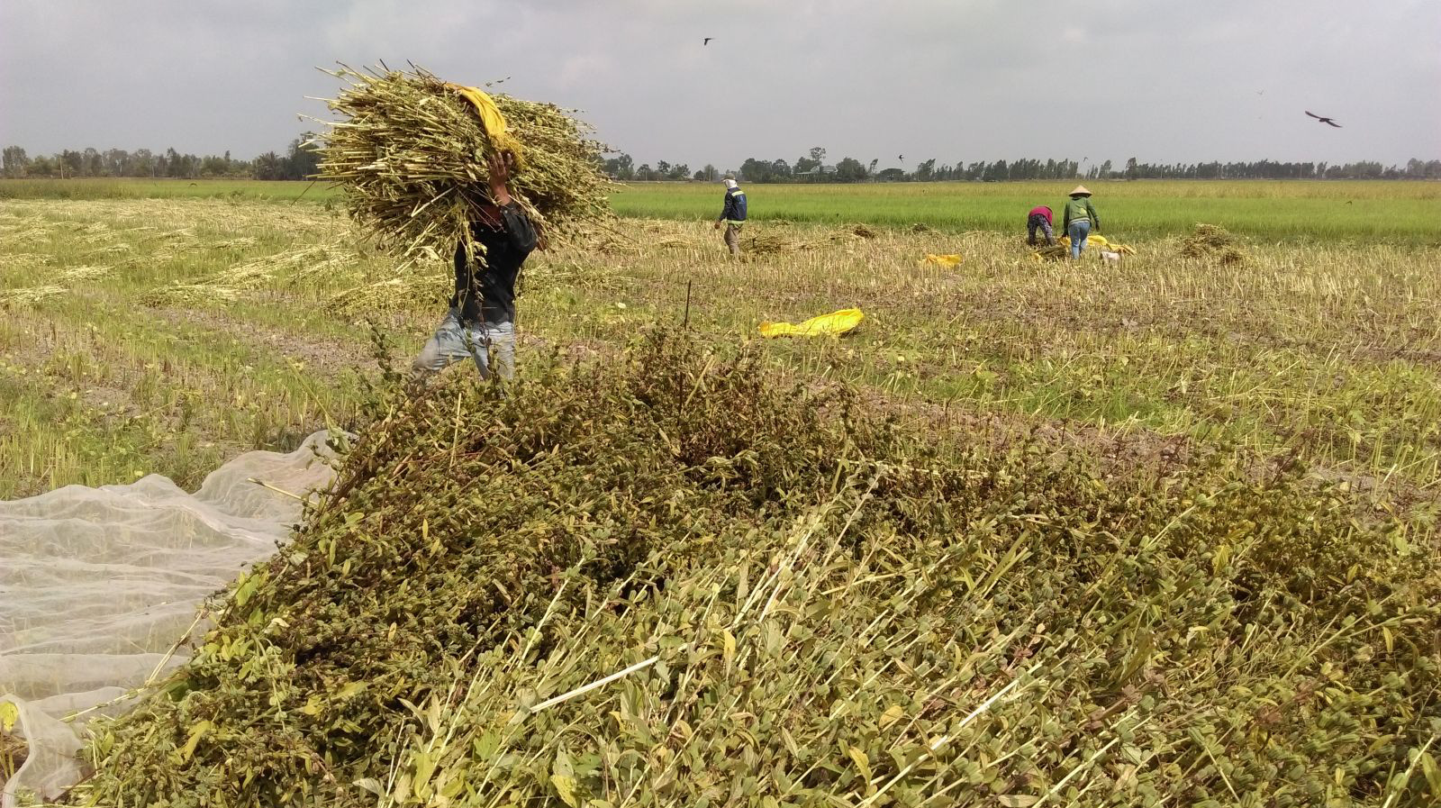 Long An: Trồng loại cây cho ra thứ hạt đen sì, năng suất cao, giá ổn, nông dân phấn khởi - Ảnh 1. Long An: Trồng loại cây cho ra thứ hạt đen sì, năng suất cao, giá ổn, nông dân phấn khởi - Ảnh 1.
