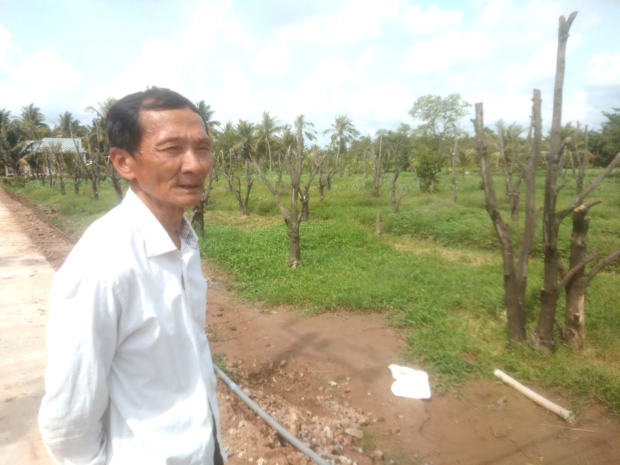 Tiền Giang: Cây “xóa nghèo” gây nghèo, nông dân thẳng tay cưa hạ hàng loạt - Ảnh 5.