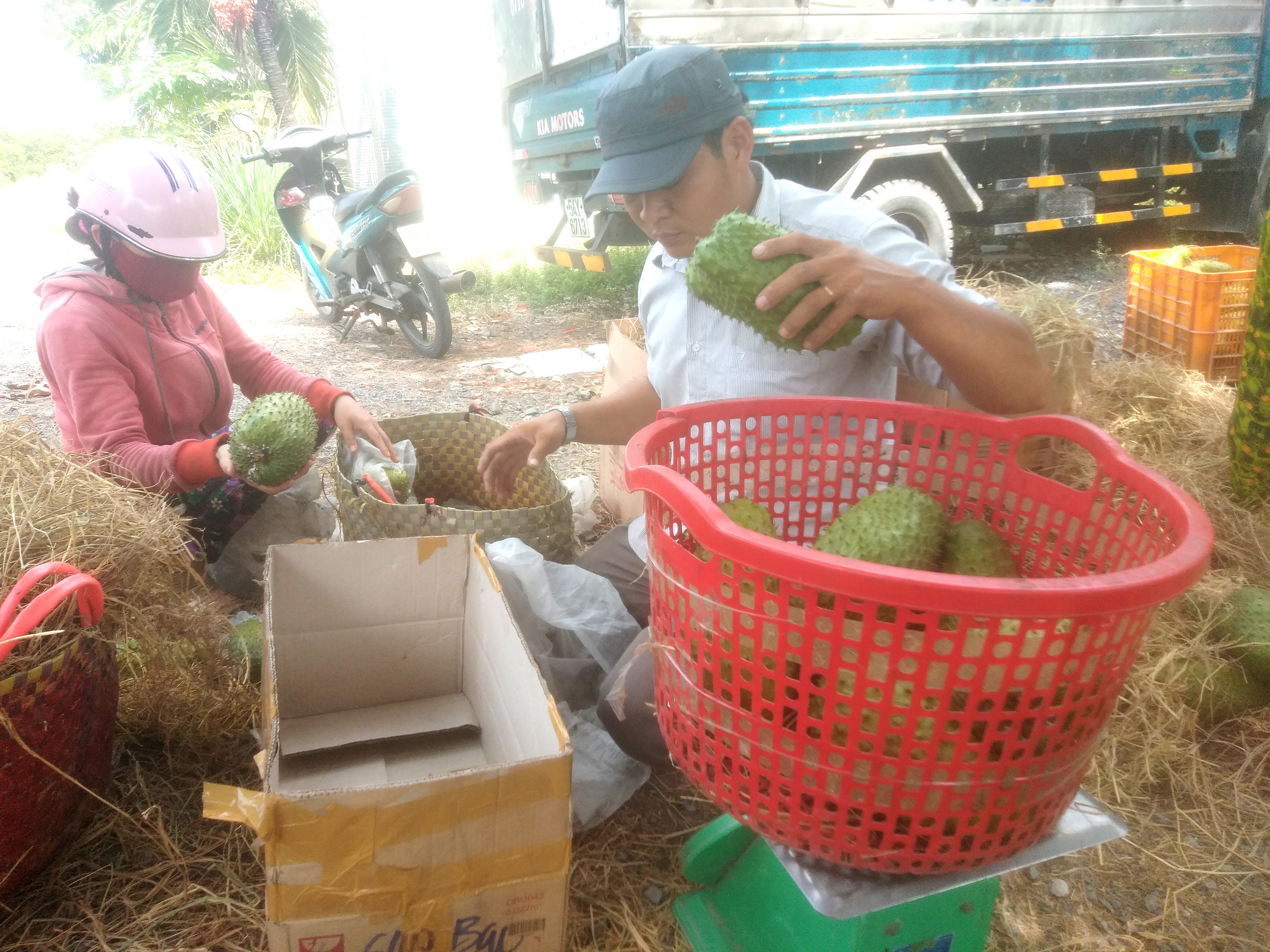 Tiền Giang: Cây “xóa nghèo” gây nghèo, nông dân thẳng tay cưa hạ hàng loạt - Ảnh 6.