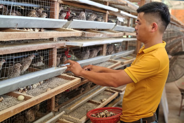 Bỏ nghề lái xe, 9X về khởi nghiệp bằng nghề nuôi chim cút - Ảnh 1. Bỏ nghề lái xe, 9X về khởi nghiệp bằng nghề nuôi chim cút - Ảnh 1.