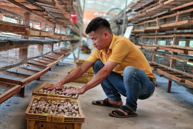 Bỏ nghề lái xe, 9X về khởi nghiệp bằng nghề nuôi chim cút - Ảnh 5. Bỏ nghề lái xe, 9X về khởi nghiệp bằng nghề nuôi chim cút - Ảnh 5.