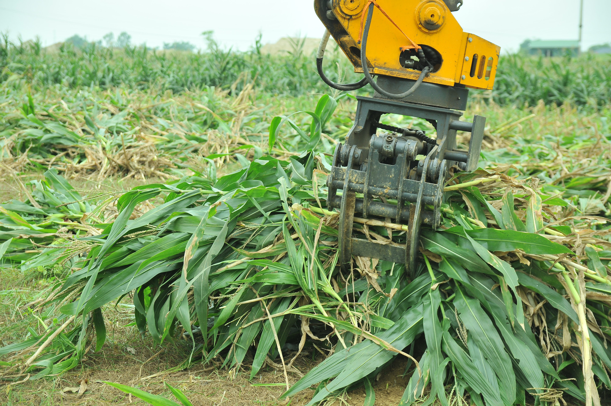 Nghệ An: Trồng ngô bán toàn cây còn xanh, xe tải tới tận ruộng bốc đi, nông dân nhẹ nhàng thu 1,4 triệu/sào - Ảnh 2.