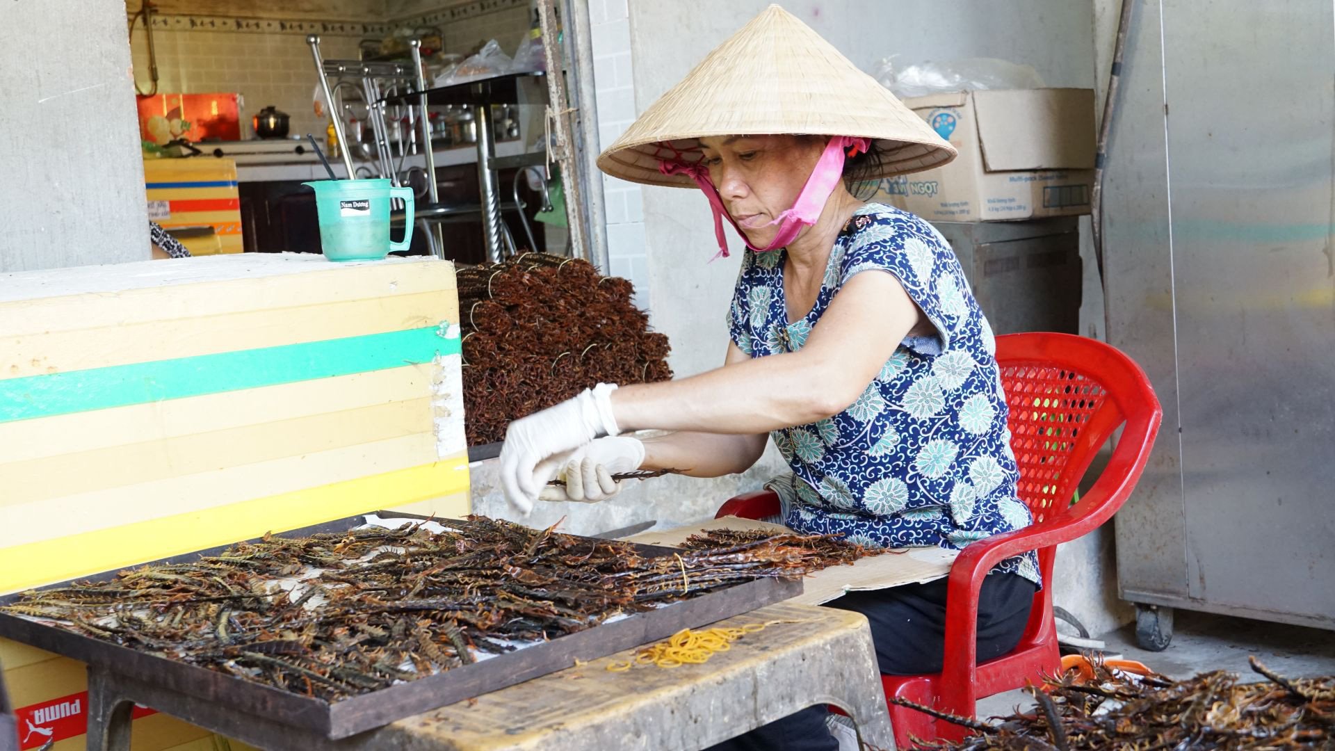 Tây Ninh: Nuôi những con rết to như ngón tay, nhìn phát ghê, thương lái Trung Quốc mua tiền triệu/kg - Ảnh 4. Tây Ninh: Nuôi những con rết to như ngón tay, nhìn phát ghê, thương lái Trung Quốc mua tiền triệu/kg - Ảnh 4.