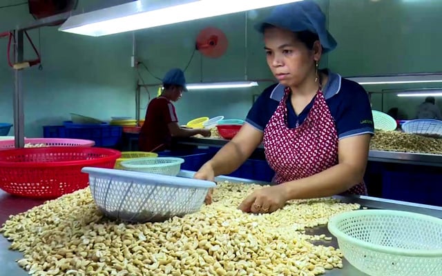 Bình Phước: Xuất khẩu điều nhân tăng mạnh, vì sao doanh nghiệp vẫn không vui?
