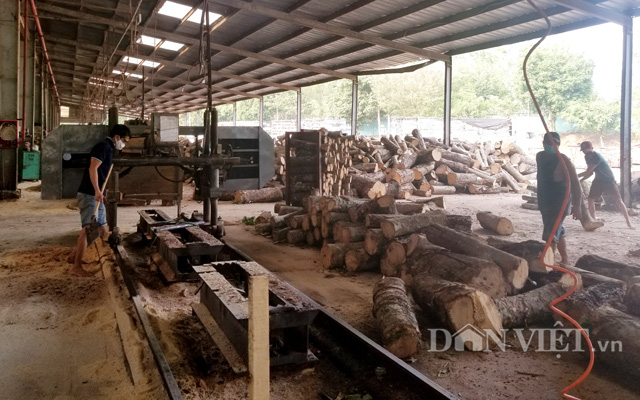Nguồn gỗ cao su cung cấp cho sản xuất, chế biến cũng sẽ không còn nhiều.