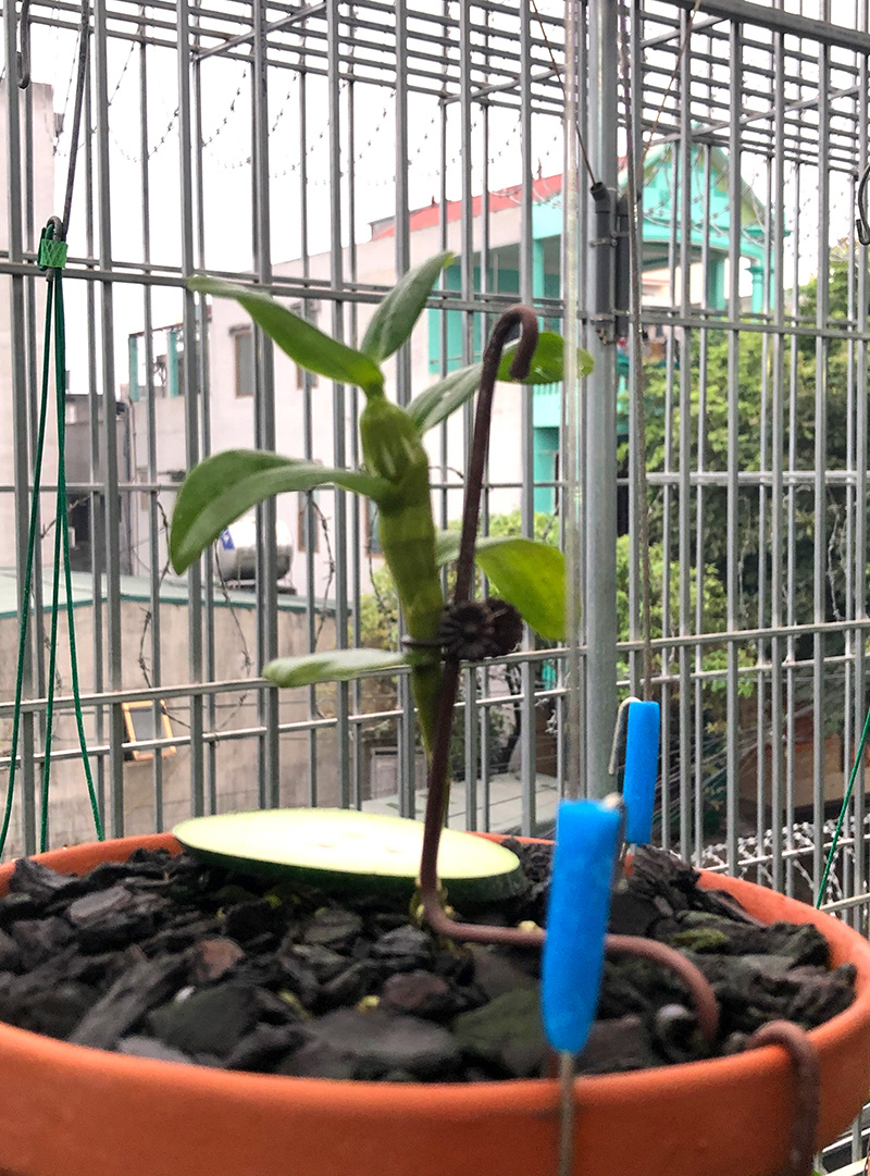 Hoa lan đột biến, những giao dịch hoa lan đột biến khủng, một vườn lan ở Tuyên Quang được định giá cả trăm tỷ đồng? - Ảnh 2.