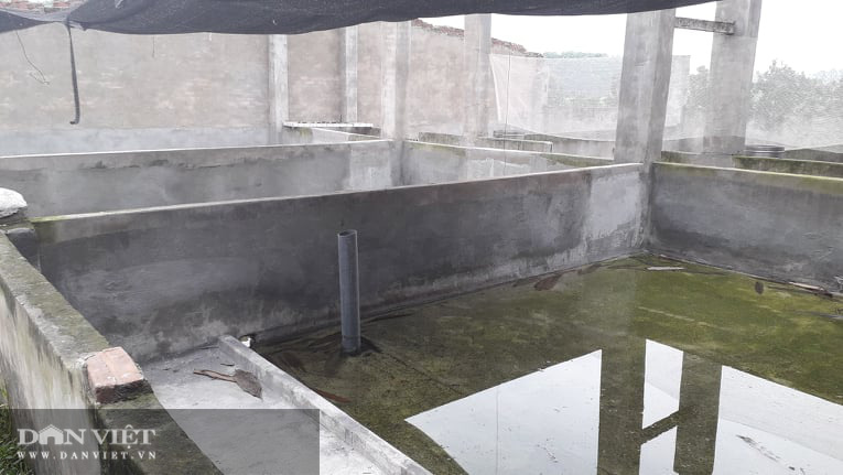 Nuôi con dưới nước đẻ trứng trên bờ ban đầu chỉ nuôi cho vui, ai ngờ khách thi nhau hỏi mua  - Ảnh 8.