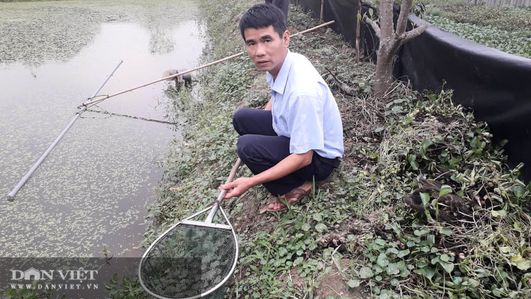 Nuôi con dưới nước đẻ trứng trên bờ ban đầu chỉ nuôi cho vui, ai ngờ khách thi nhau hỏi mua  - Ảnh 6.