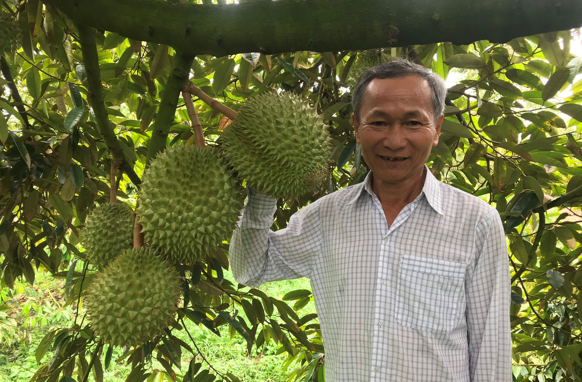 Tiền Giang: Giá loại trái gai góc này đang lập đỉnh, nông dân vét vườn bán trái thu tiền mỏi tay - Ảnh 1.