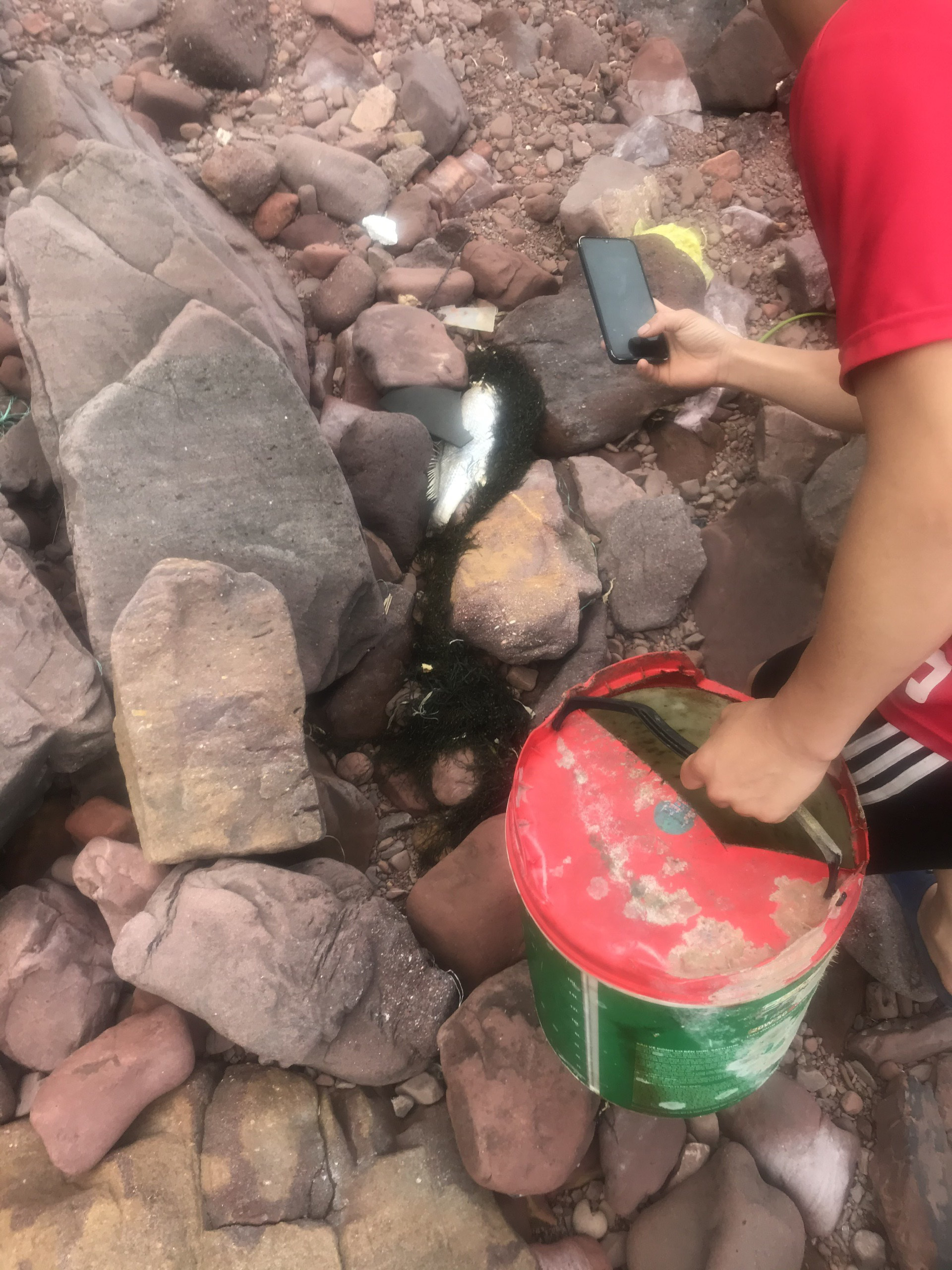 Dân hoang mang khi cá chết hàng loạt, nằm rải rác dọc theo bãi biển - Ảnh 11.
